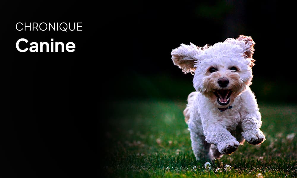 Chronique Canine avec Amélie Drobey D’éducation Pile-Poil – Préparer son chien pour le temps des fêtes et la visite